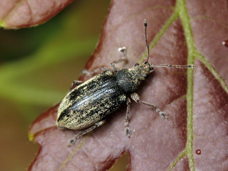 Phyllobius pyri (Linnaeus, 1758)